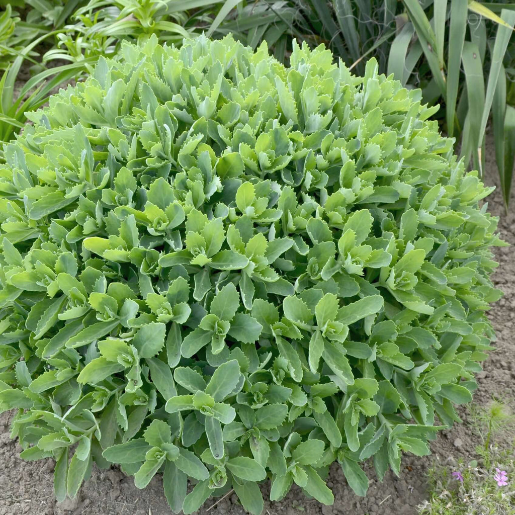 autumn joy sedum - Hylotelephium spectabile foliage