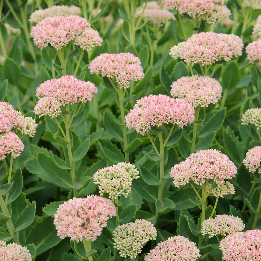 autumn joy sedum - Hylotelephium spectabile