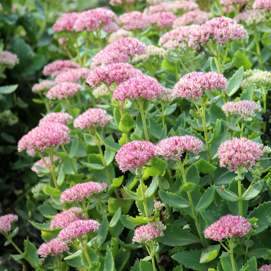 autumn joy sedum - Hylotelephium spectabile