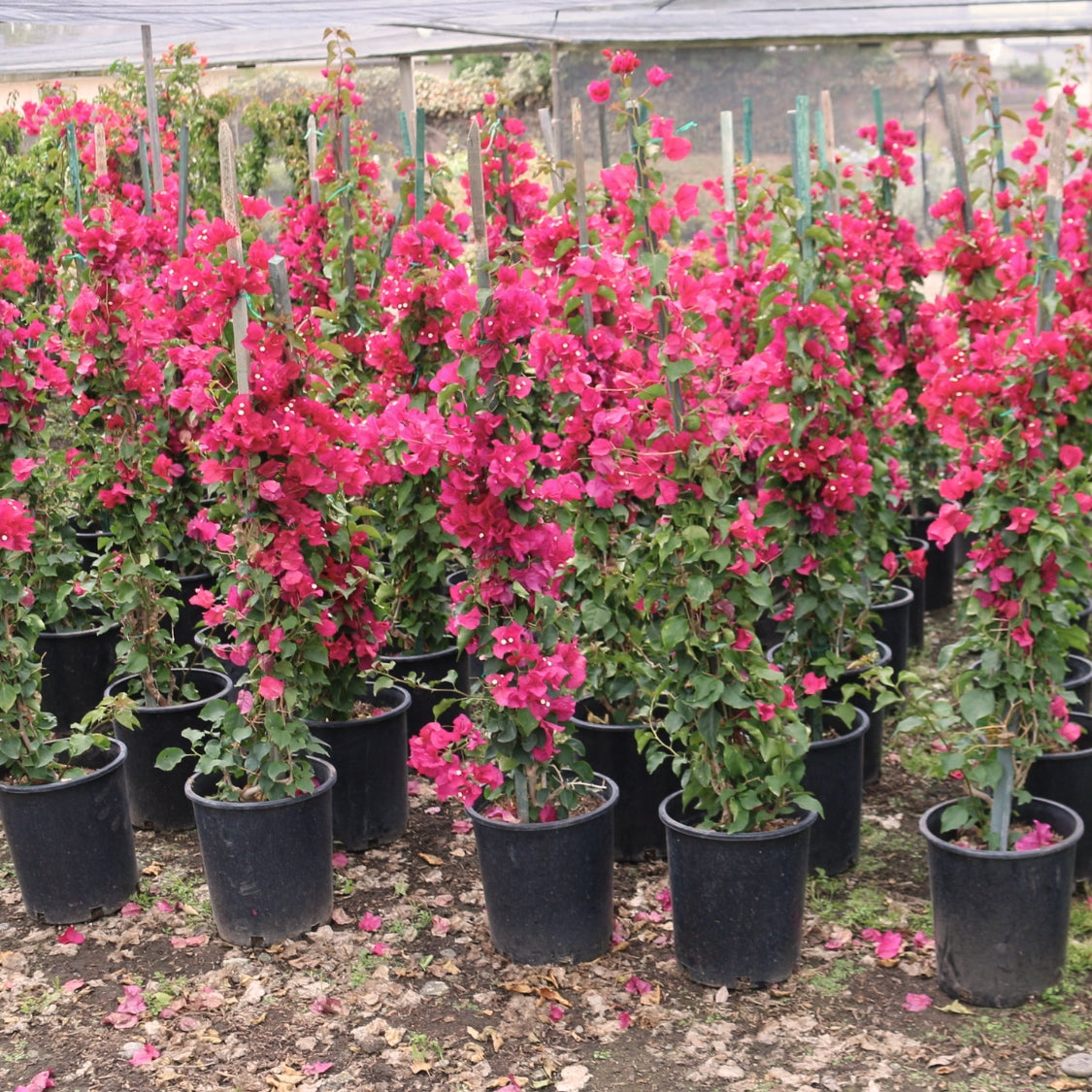 Barbara Karst Bougainvillea