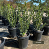 Bay Laurel