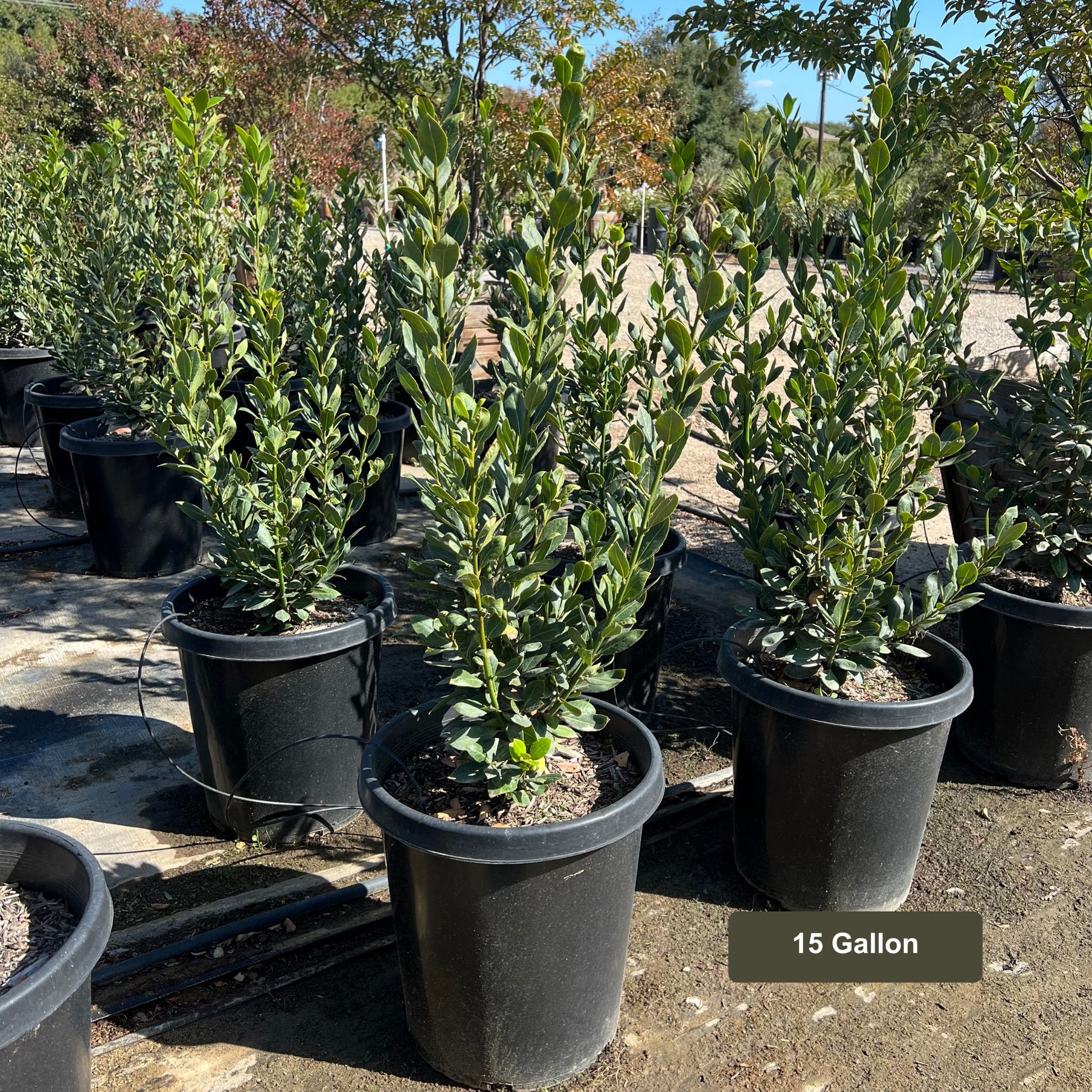 Bay Laurel, Laurus nobilis, 15 Gallon Container Size