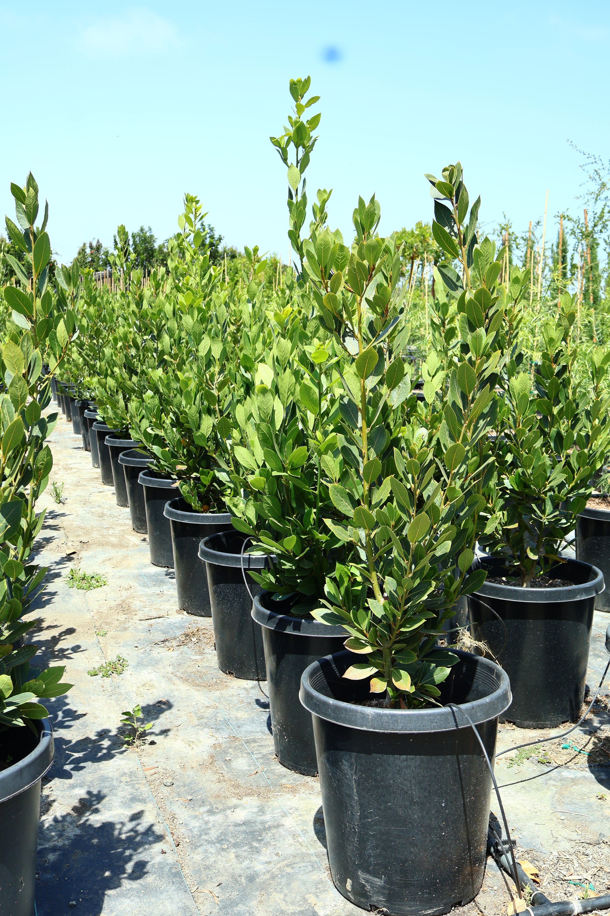 Bay Laurel