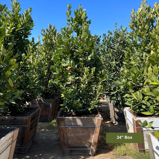 Bay Laurel, Laurus nobilis, 24" Box Container Size