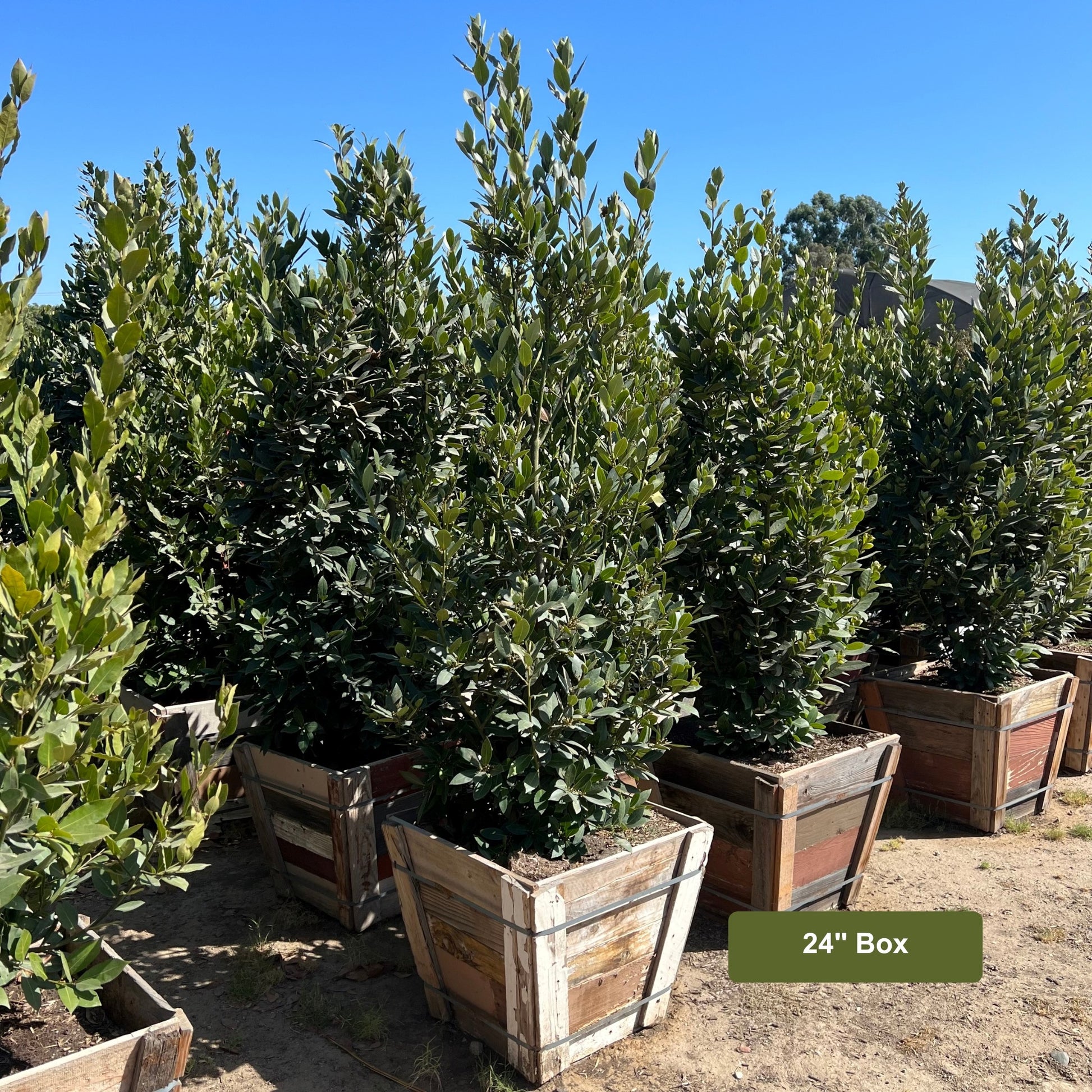 Bay Laurel 24" Box Container Size