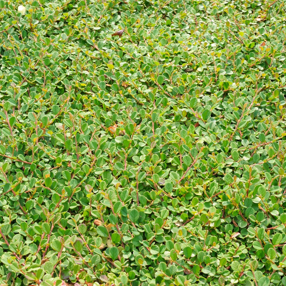 Bearberry Cotoneaster lowfast plant groundcover