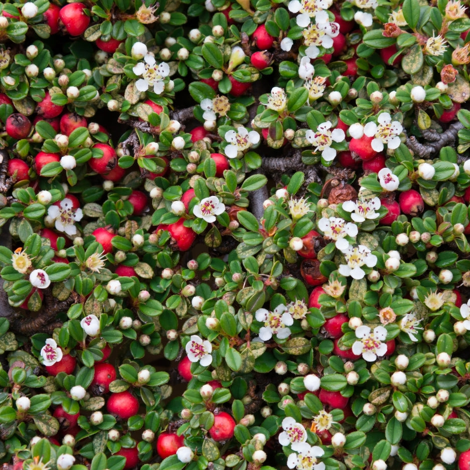 Bearberry Cotoneaster