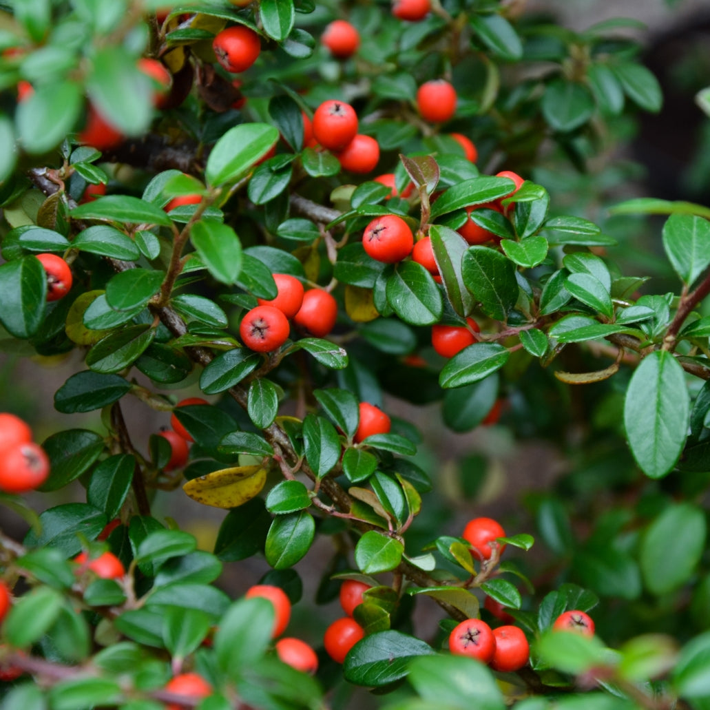 Bearberry Cotoneaster