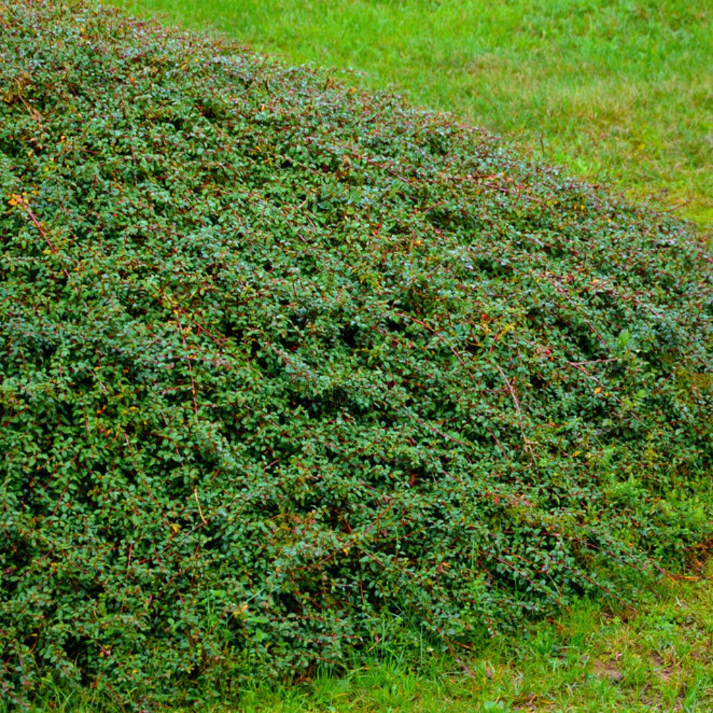 Bearberry Cotoneaster Coral Beauty groundcover shrub