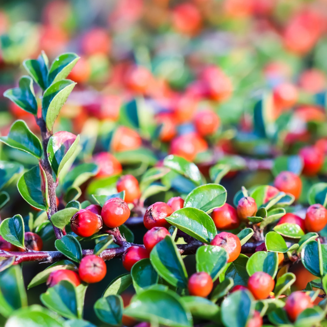 Cotoneaster dammeri Coral Beauty shrub