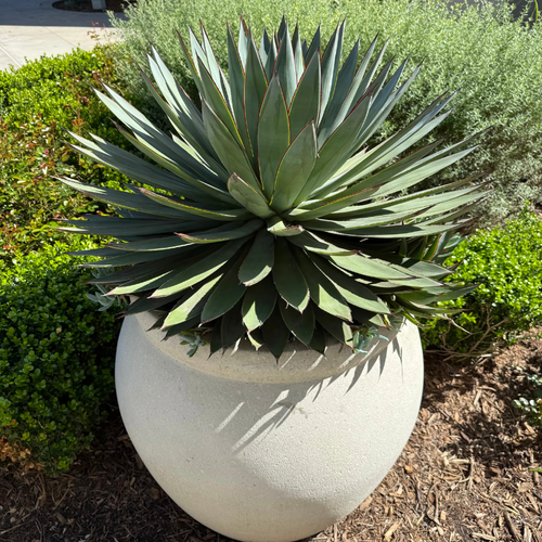 large agave plant in pot Agave Blue Glow (Agave 'Blue Glow') - 15 Gal