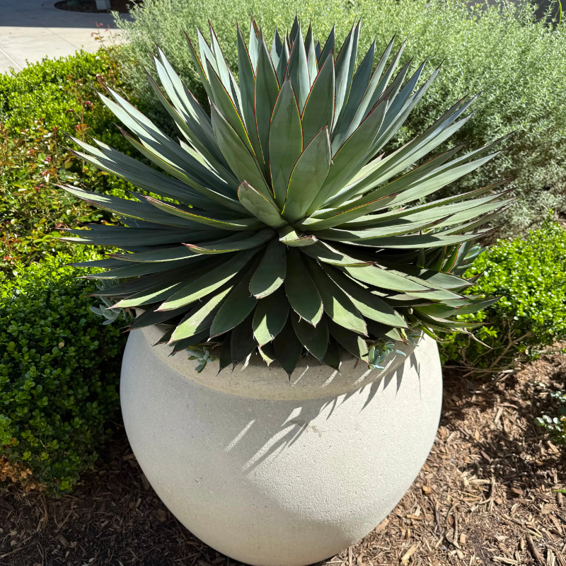 Agave Blue Glow