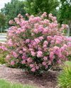 Bellini Guava Crape Myrtle