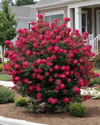 Bellini Raspberry Crape Myrtle