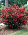 Bellini Strawberry Crape Myrtle