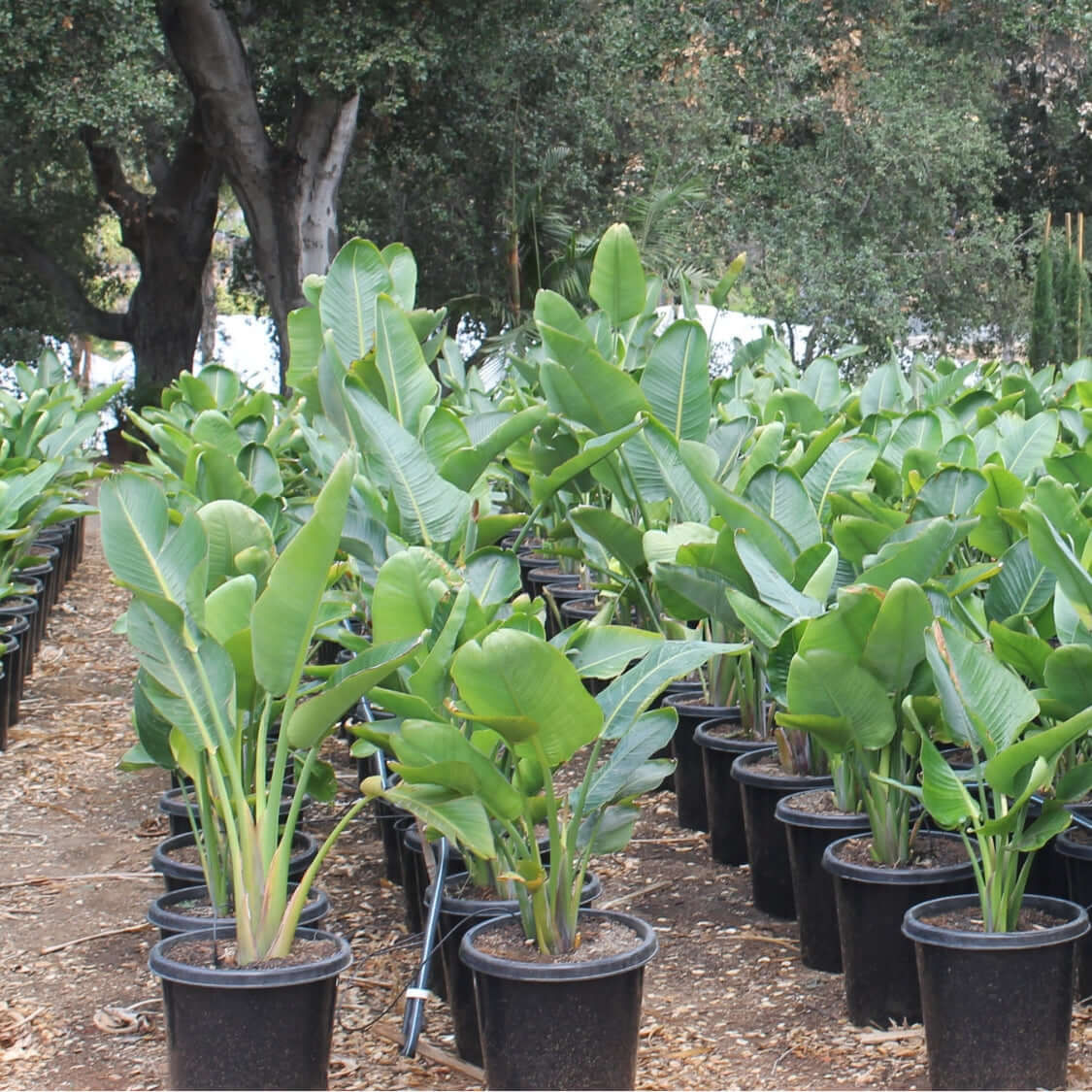 Bird of Paradise Plant