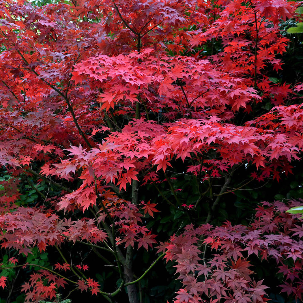 Japanese Maples – Plants Express