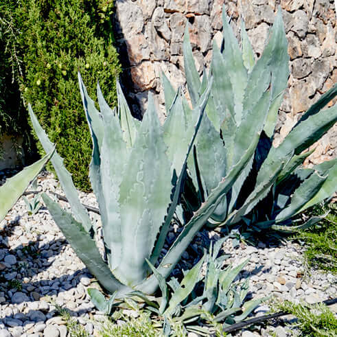 Agave americana (7823948775679)