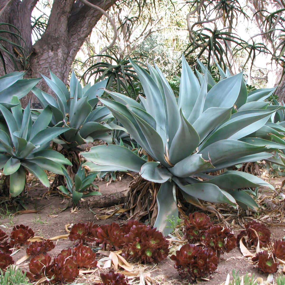 Blue Fox Tail Agave | Plants Express