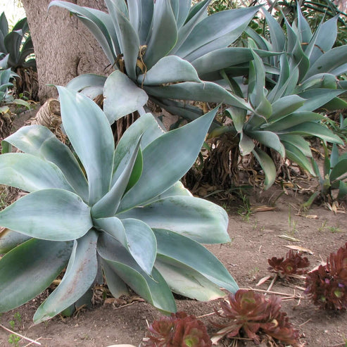 Blue Fox Tail Agave | Plants Express