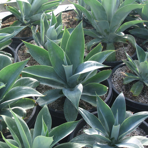 Blue Fox Tail Agave (Agave attenuata 'Nova') – Plants Express