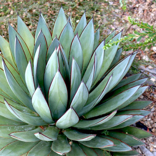 Agave Blue Glow 