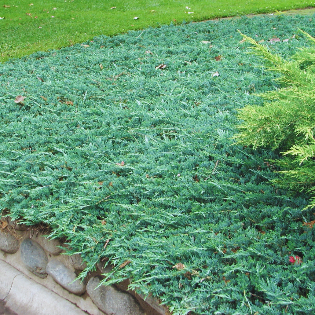 Blue Rug Juniper groundcover shrub 