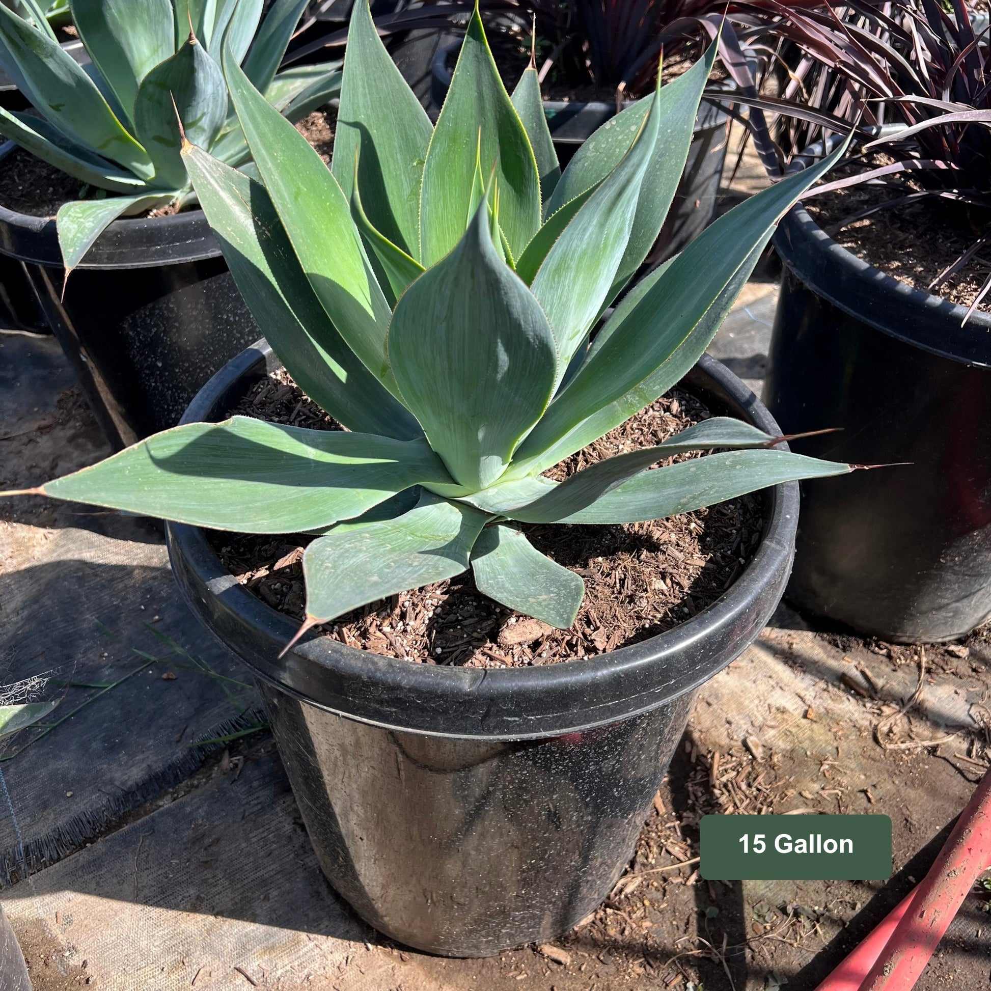 Agave Blue Flame 15 Gallon Container Size