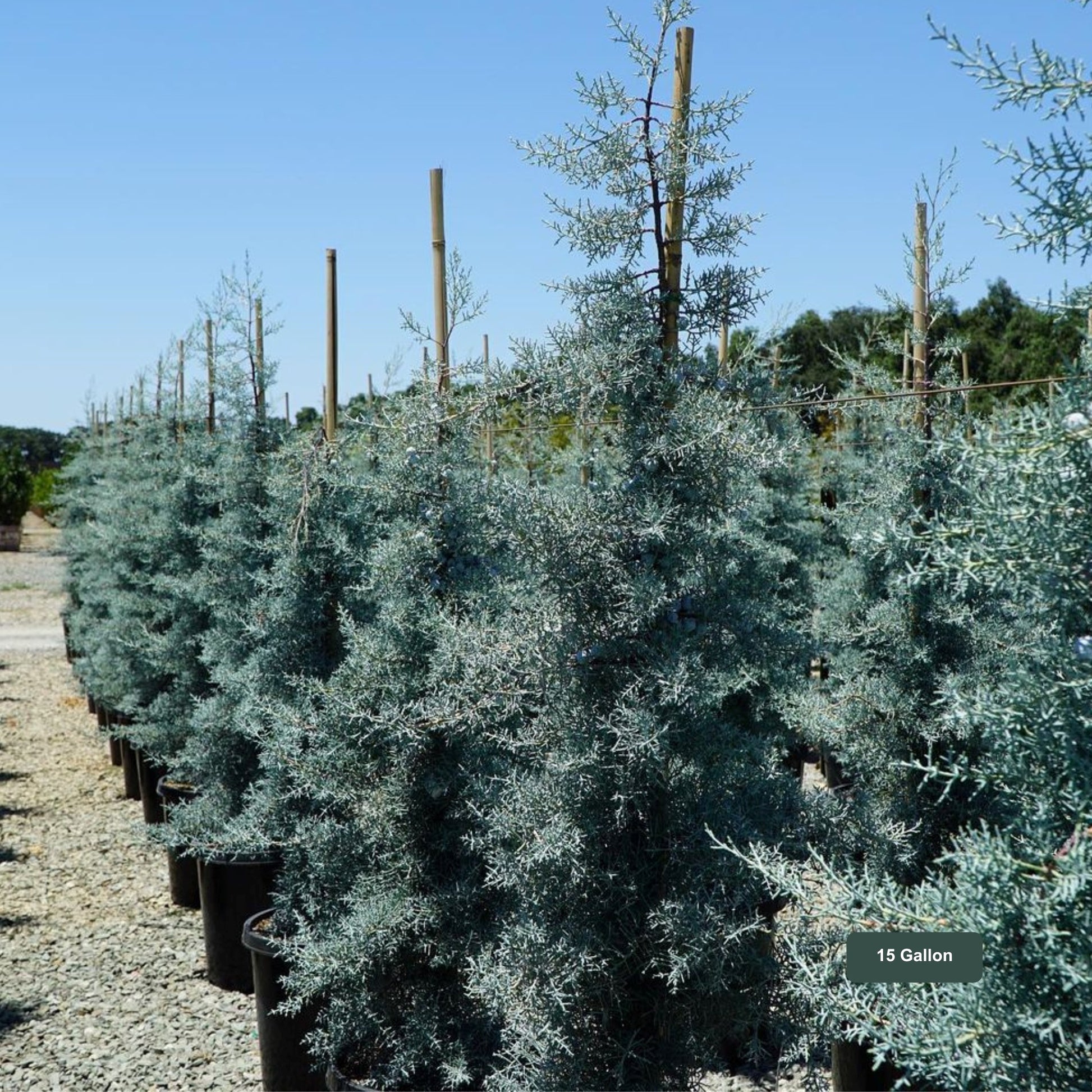 Blue Ice Arizona Cypress 15 Gallon Container Size California Native Tree