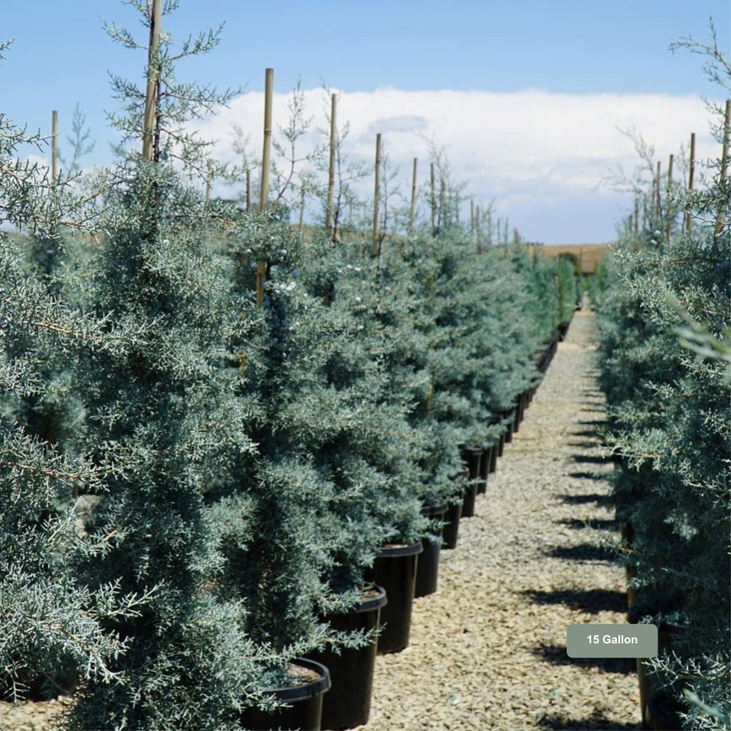 Blue Ice Arizona Cypress 15 Gallon Container Size California Native Tree, Cupressus arizonica 'Blue Ice'