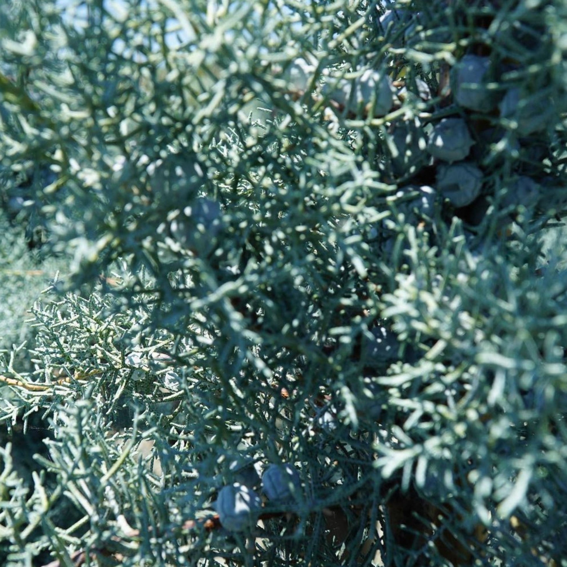 Blue Ice Arizona Cypress Close-Up Foliage