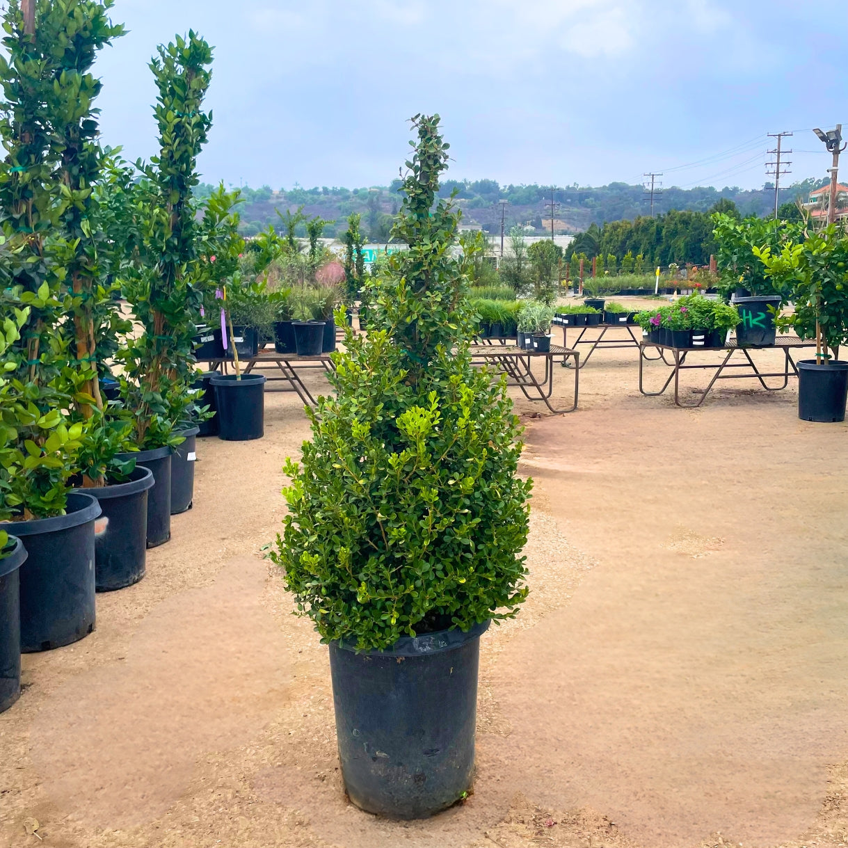 Boxwood Topiary 