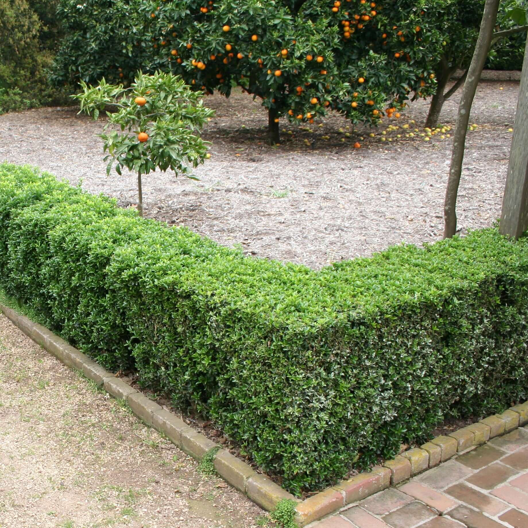 Japanese Boxwood | Plants Express