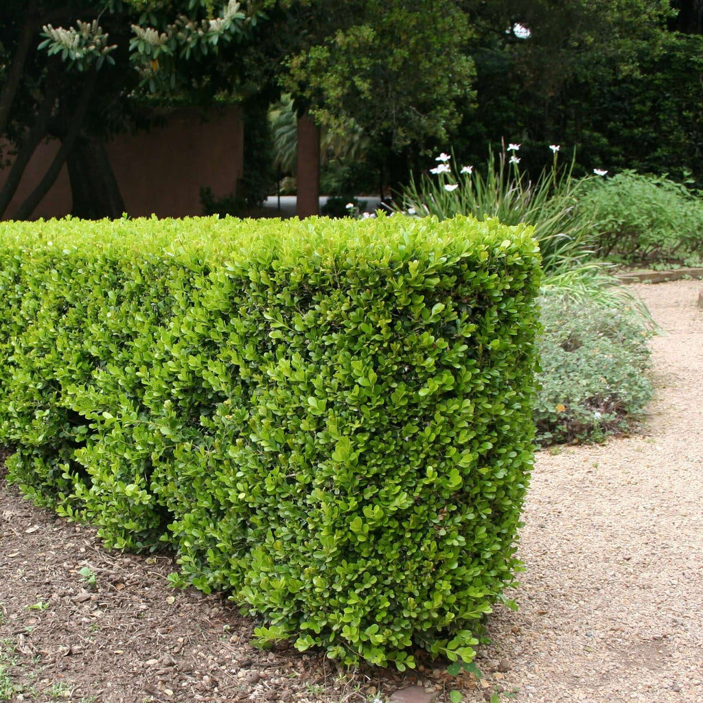 Japanese Boxwood