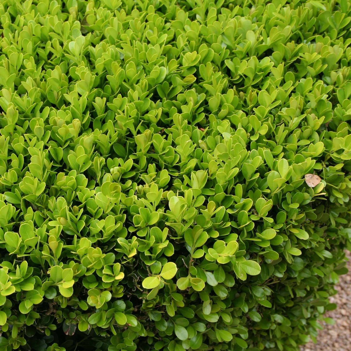 Japanese Boxwood | Plants Express
