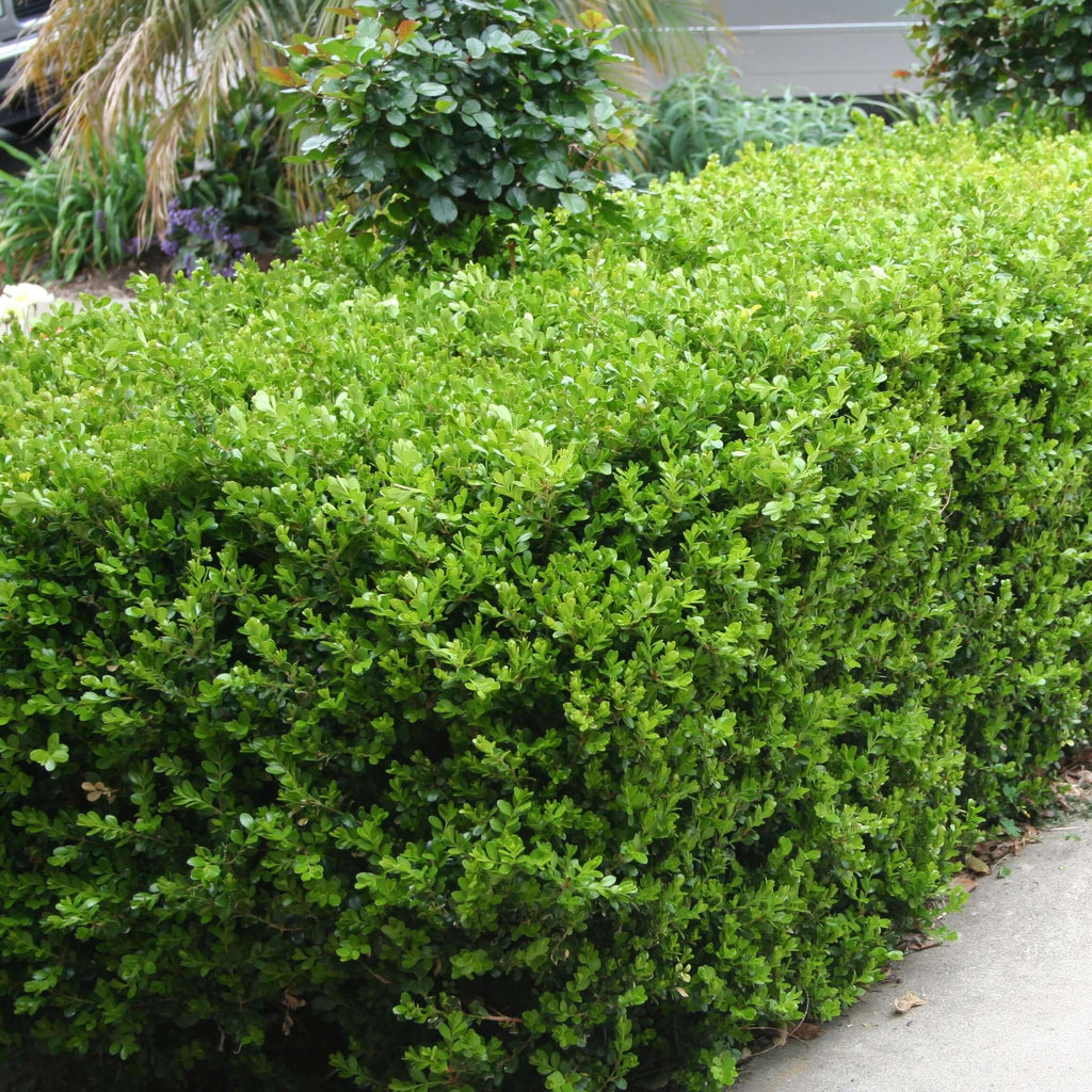 Buxus microphylla japonica