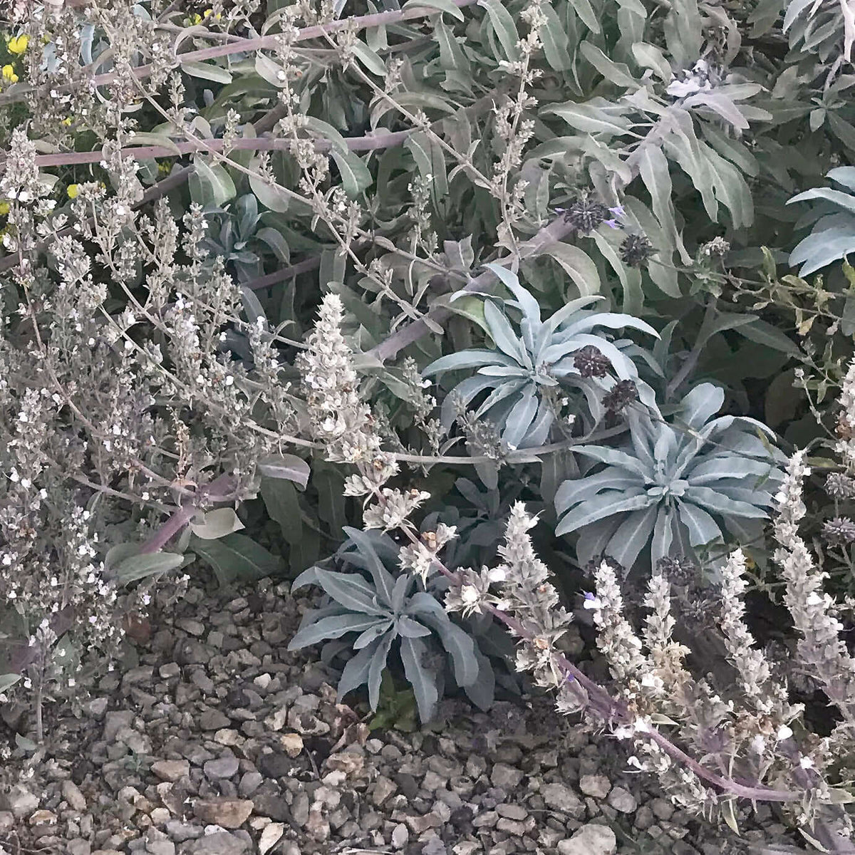 White Sage from California (Salvia apiana) - Terre de l'Aigle - Earth Eagle