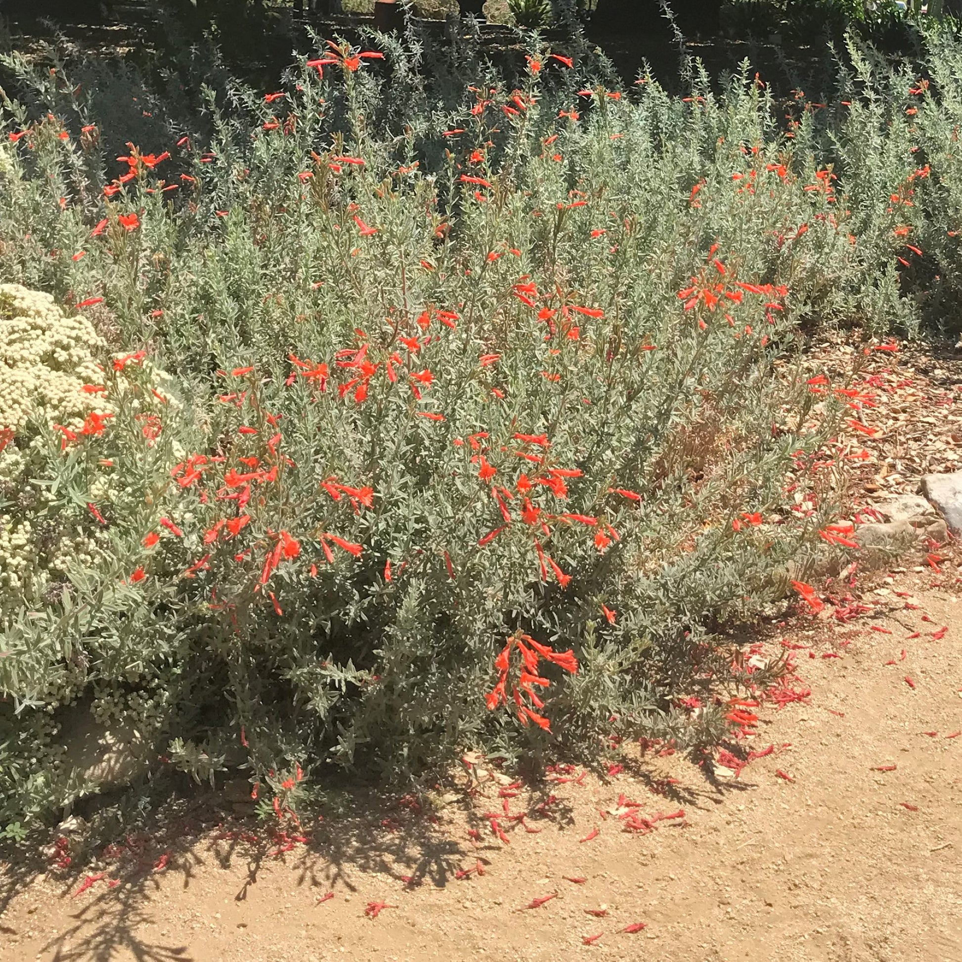fuchsia plant seeds for sale California Fuchsia