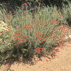 California Fuchsia