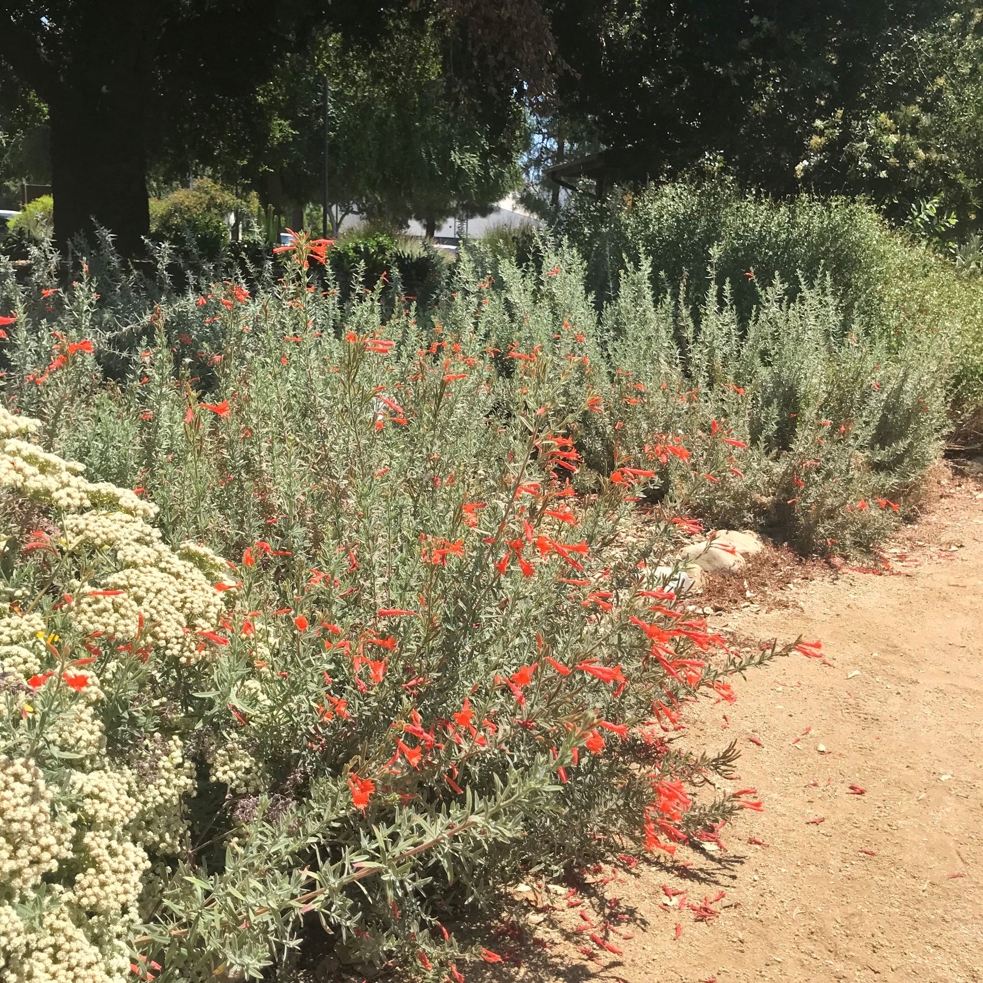 California_Fuchsia_Epilobium _canum_Zauschneria_californica