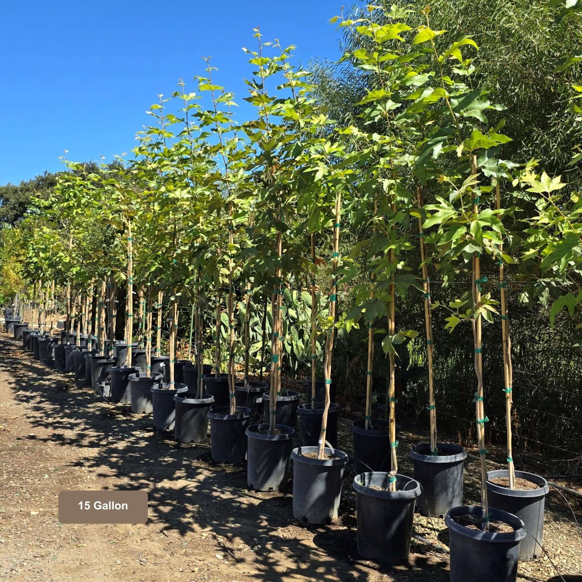 California Sycamore Tree 15 Gallon Container Size Also Known As Western Sycamore Tree, Platanus racemosa