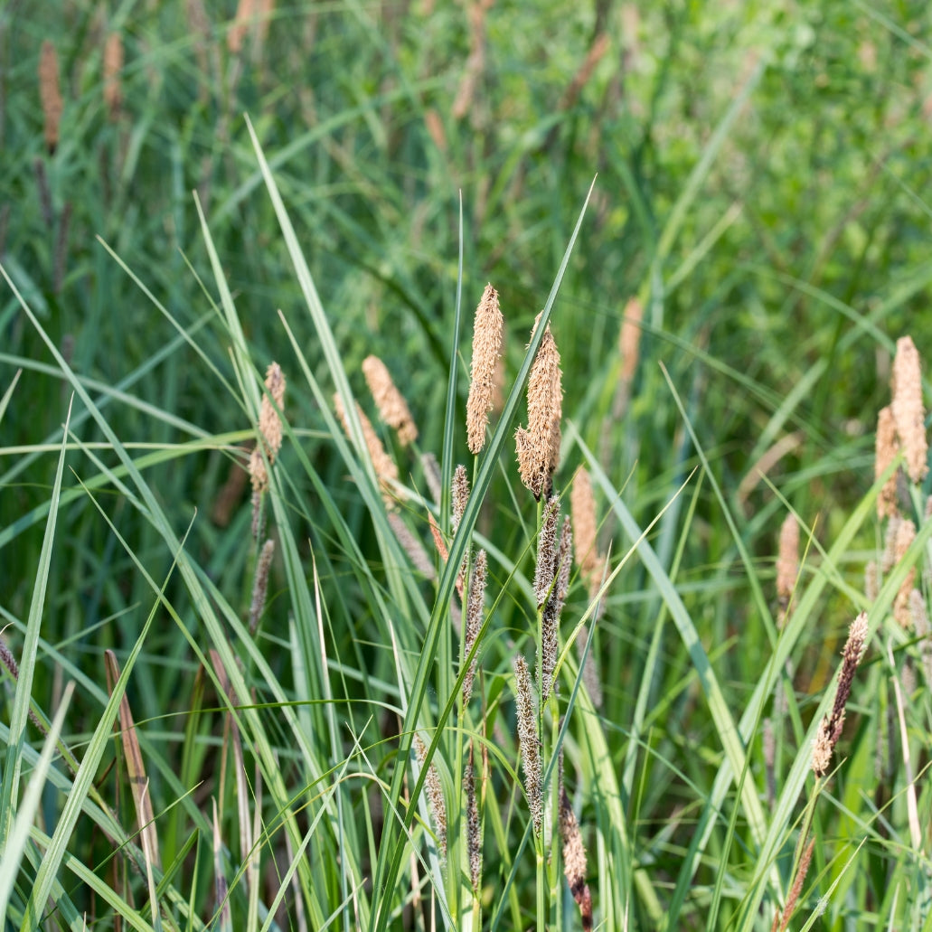 Carex praegracilis