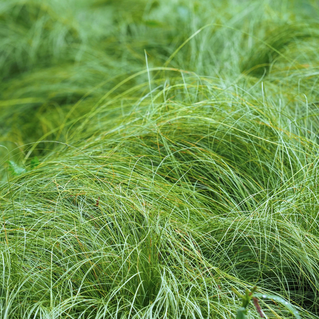 Carex praegracilis groundcover for landscaping 