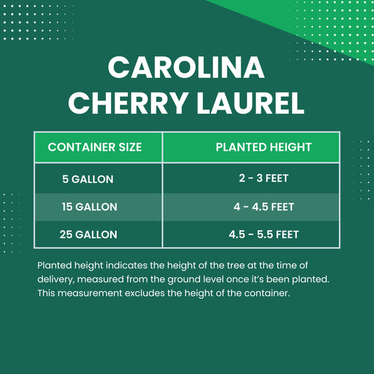 Carolina Cherry Laurel Size Chart 