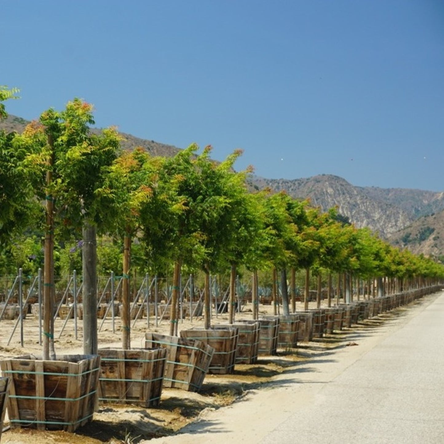 Chinese Pistache Tree