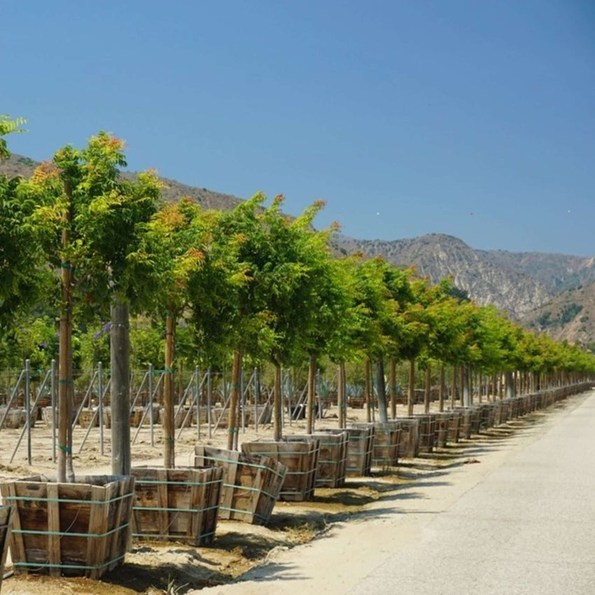 Chinese Pistache Tree | Plants Express