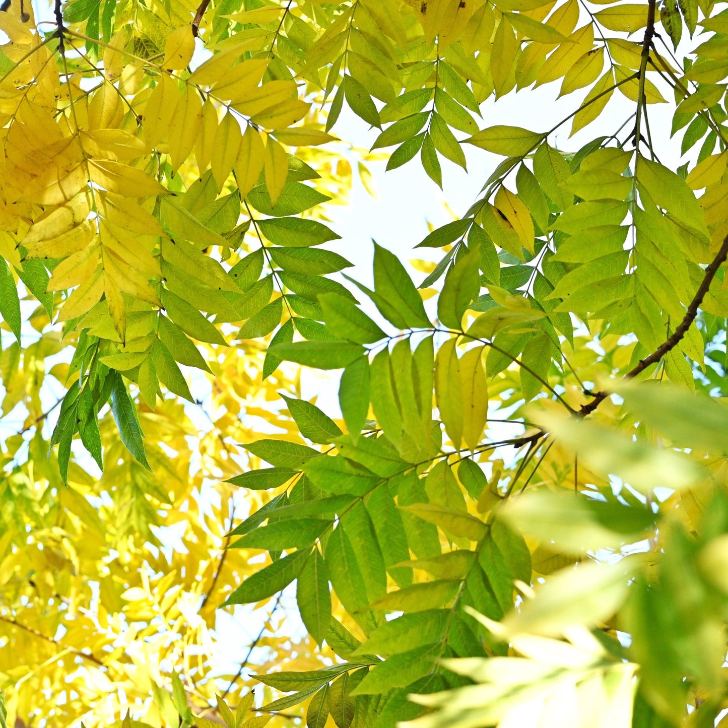 Chinese Pistache Tree Leaves