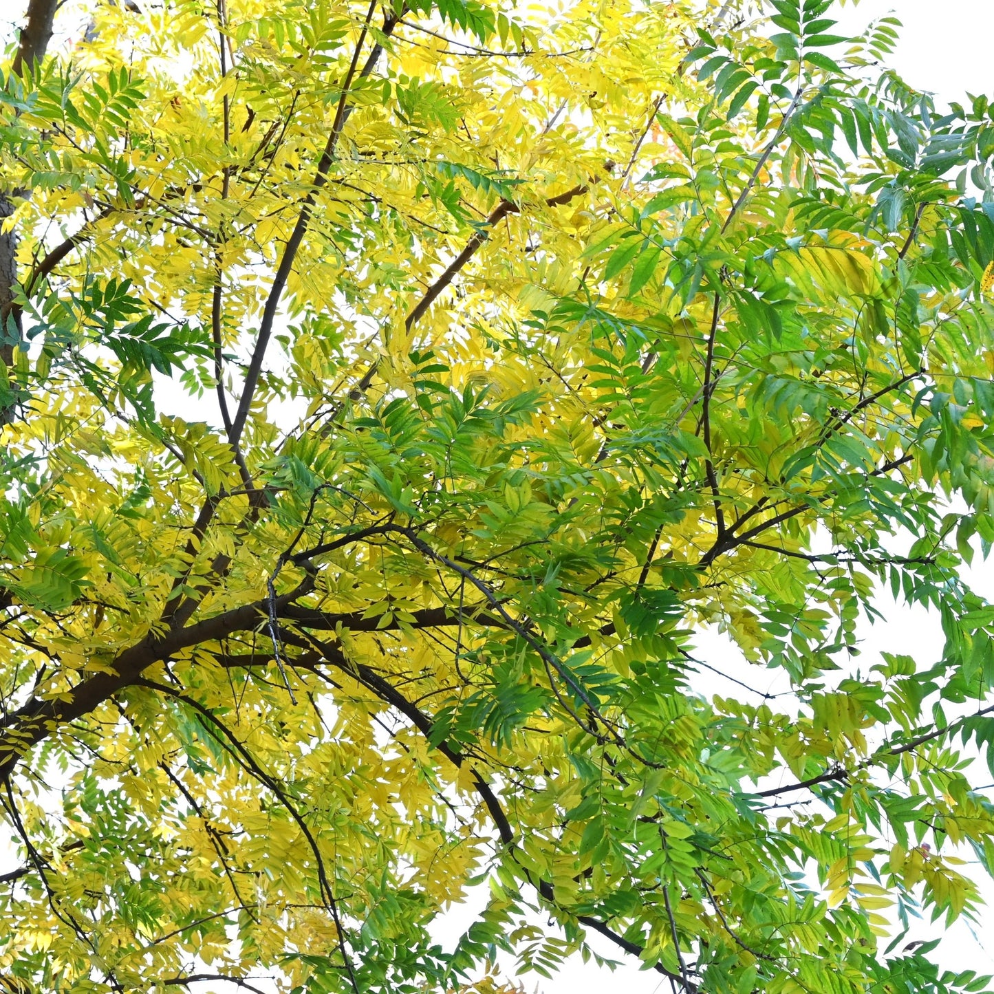 Chinese Pistache Tree Leaves