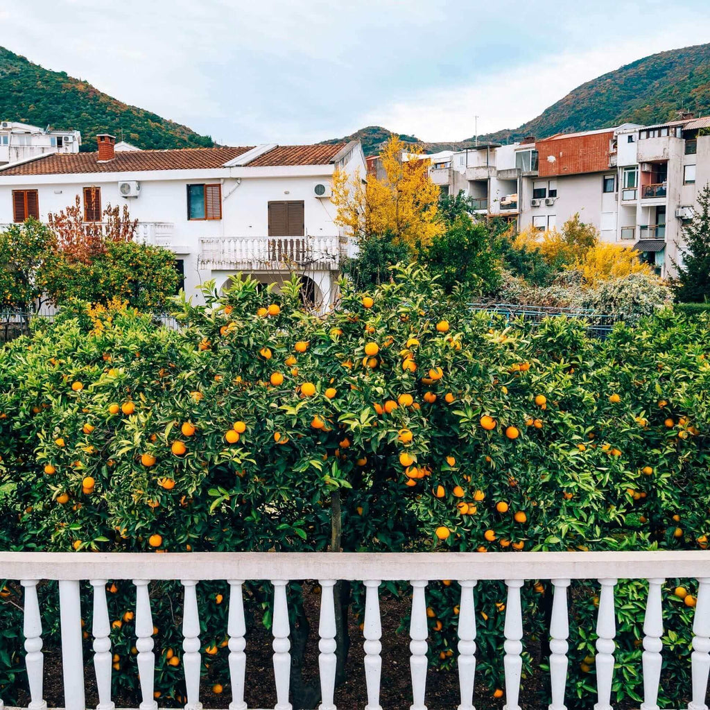 Clementine Mandarin Tree (7863713693951)