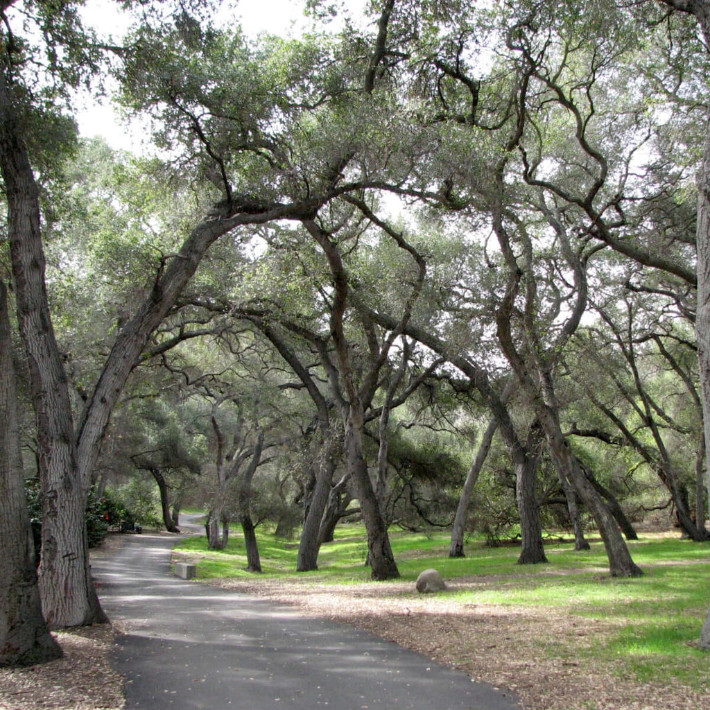 Coast Live Oak (7823952937215)